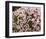 Starflowers-null-Framed Art Print