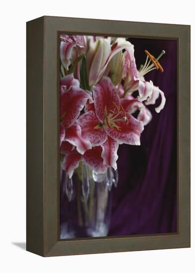 Stargazer Lilly Study-Anna Miller-Framed Premier Image Canvas