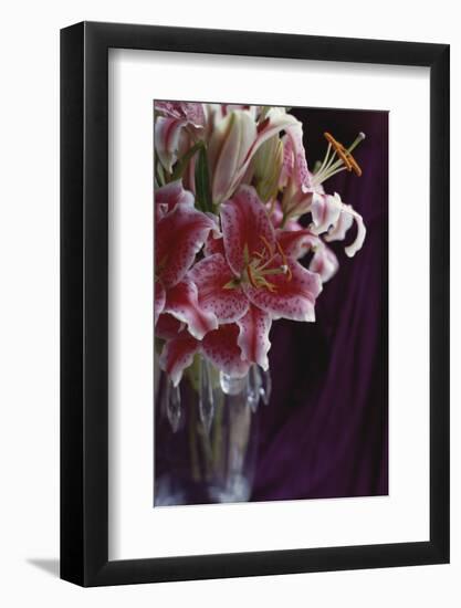 Stargazer Lilly Study-Anna Miller-Framed Photographic Print