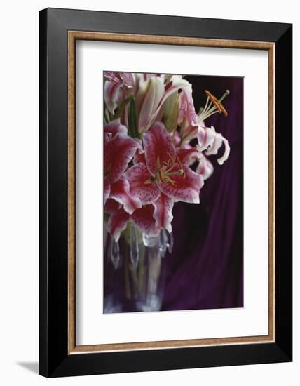 Stargazer Lilly Study-Anna Miller-Framed Photographic Print