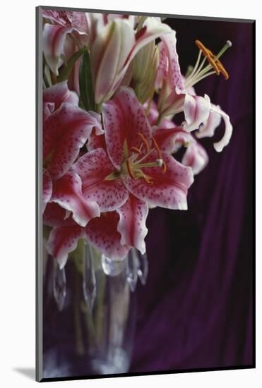 Stargazer Lilly Study-Anna Miller-Mounted Photographic Print