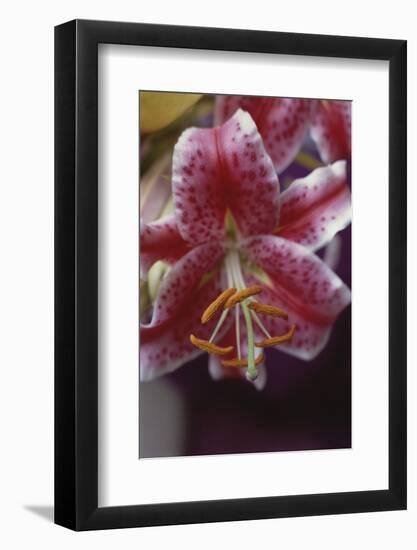 Stargazer Lilly Study-Anna Miller-Framed Photographic Print