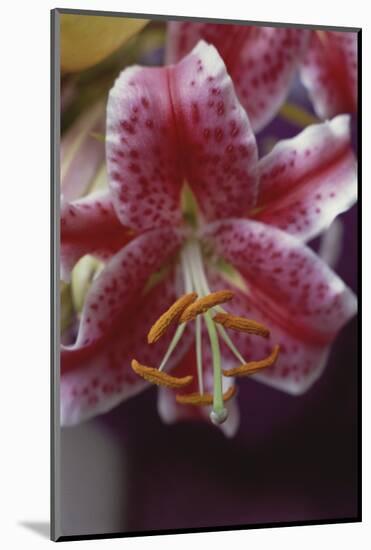 Stargazer Lilly Study-Anna Miller-Mounted Photographic Print