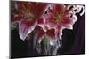 Stargazer Lilly Study-Anna Miller-Mounted Photographic Print