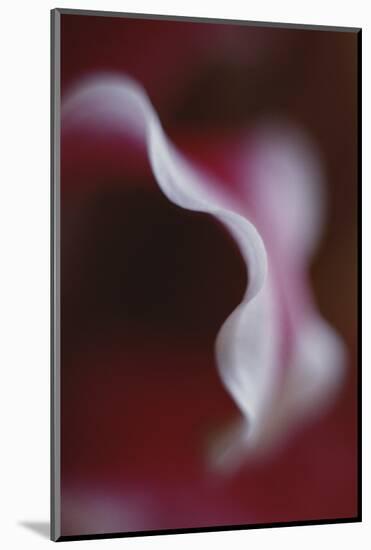 Stargazer Lily Abstract-Anna Miller-Mounted Photographic Print