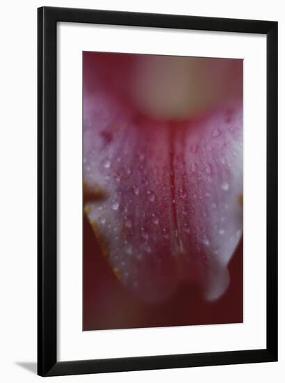 Stargazer Lily Abstract-Anna Miller-Framed Photographic Print