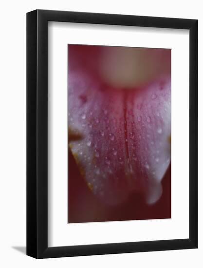 Stargazer Lily Abstract-Anna Miller-Framed Photographic Print