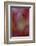 Stargazer Lily Abstract-Anna Miller-Framed Photographic Print