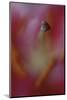 Stargazer Lily Abstract-Anna Miller-Mounted Photographic Print