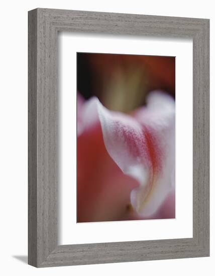 Stargazer Lily Abstract-Anna Miller-Framed Photographic Print