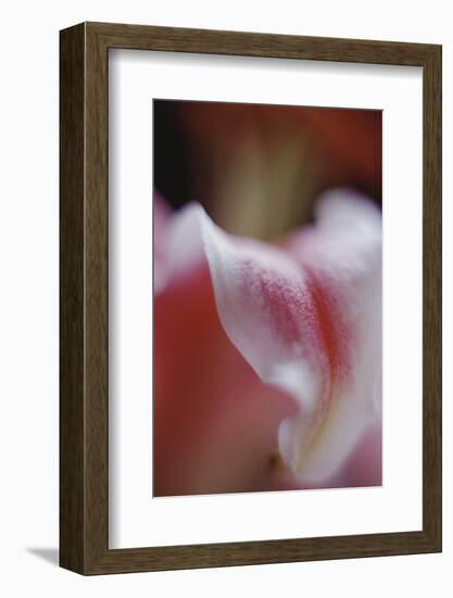 Stargazer Lily Abstract-Anna Miller-Framed Photographic Print