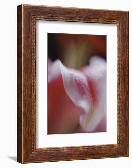 Stargazer Lily Abstract-Anna Miller-Framed Photographic Print