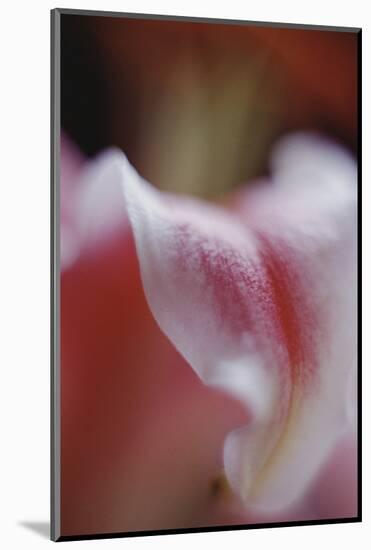 Stargazer Lily Abstract-Anna Miller-Mounted Photographic Print