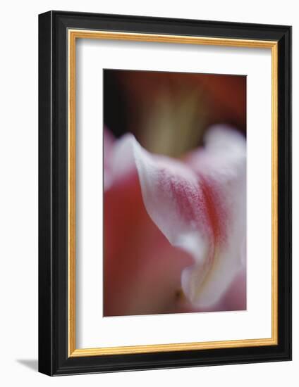 Stargazer Lily Abstract-Anna Miller-Framed Photographic Print