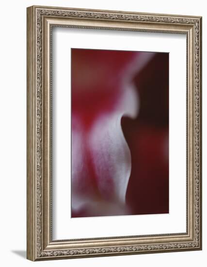 Stargazer Lily Abstract-Anna Miller-Framed Photographic Print