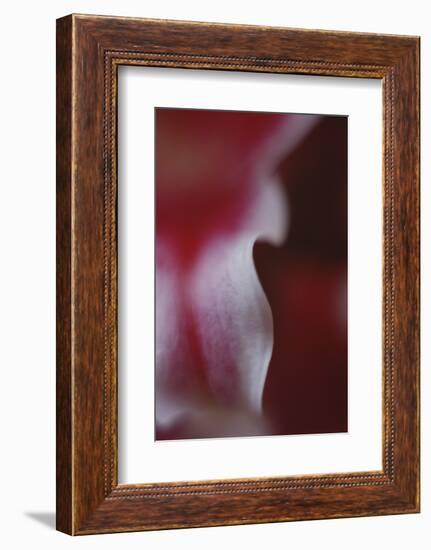 Stargazer Lily Abstract-Anna Miller-Framed Photographic Print