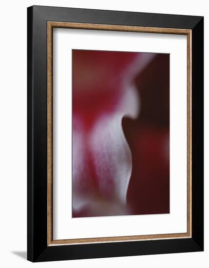 Stargazer Lily Abstract-Anna Miller-Framed Photographic Print