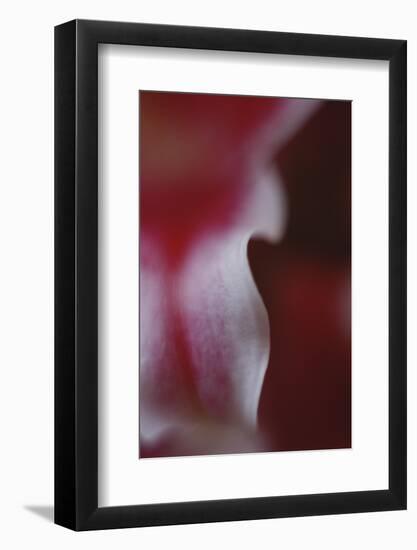 Stargazer Lily Abstract-Anna Miller-Framed Photographic Print