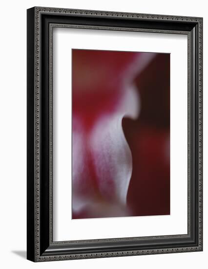 Stargazer Lily Abstract-Anna Miller-Framed Photographic Print