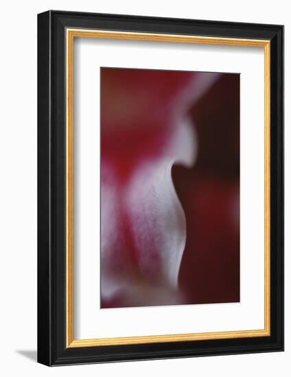 Stargazer Lily Abstract-Anna Miller-Framed Photographic Print