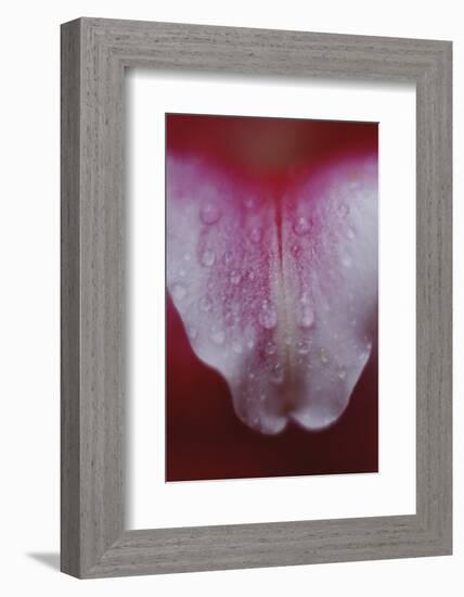 Stargazer Lily Abstract-Anna Miller-Framed Photographic Print