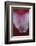 Stargazer Lily Abstract-Anna Miller-Framed Photographic Print