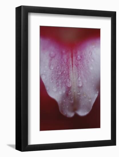 Stargazer Lily Abstract-Anna Miller-Framed Photographic Print