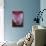 Stargazer Lily Abstract-Anna Miller-Photographic Print displayed on a wall