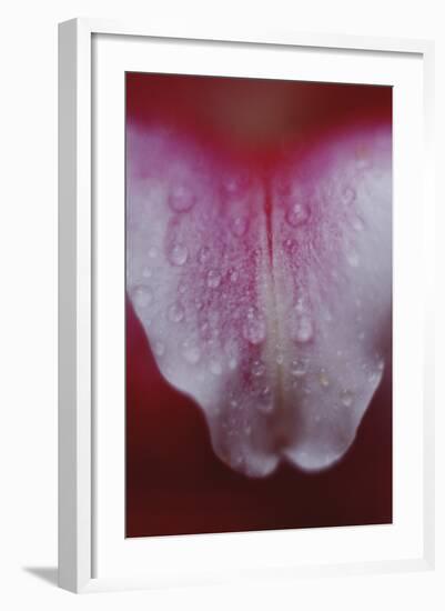 Stargazer Lily Abstract-Anna Miller-Framed Photographic Print