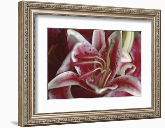 Stargazer Lily Abstract-Anna Miller-Framed Photographic Print