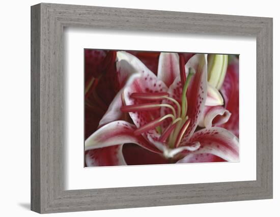 Stargazer Lily Abstract-Anna Miller-Framed Photographic Print