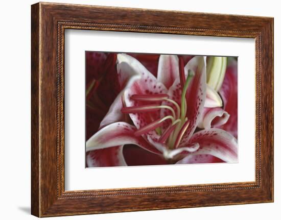 Stargazer Lily Abstract-Anna Miller-Framed Photographic Print