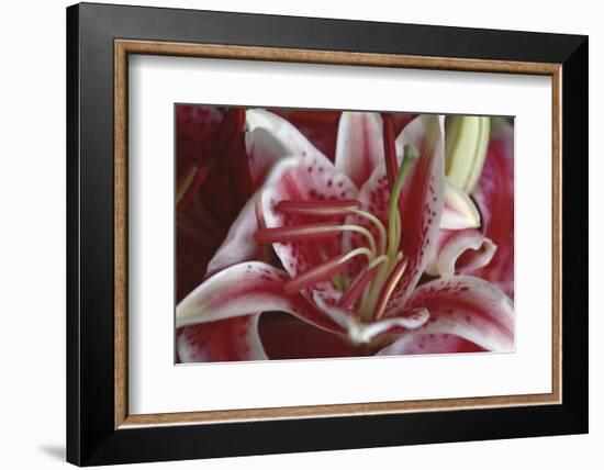 Stargazer Lily Abstract-Anna Miller-Framed Photographic Print