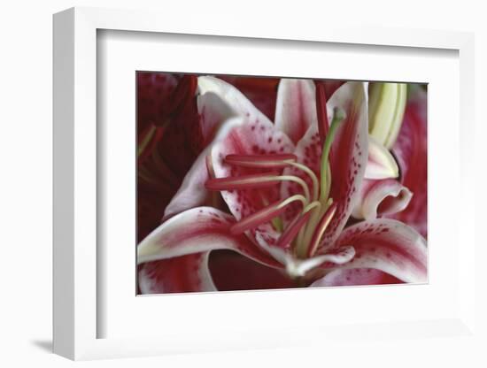 Stargazer Lily Abstract-Anna Miller-Framed Photographic Print