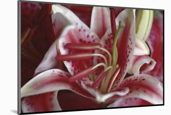 Stargazer Lily Abstract-Anna Miller-Mounted Photographic Print