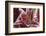 Stargazer Lily Abstract-Anna Miller-Framed Photographic Print