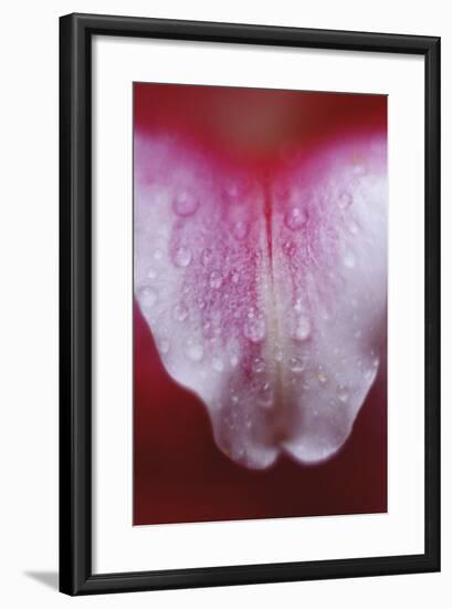 Stargazer Lily Abstract-Anna Miller-Framed Photographic Print