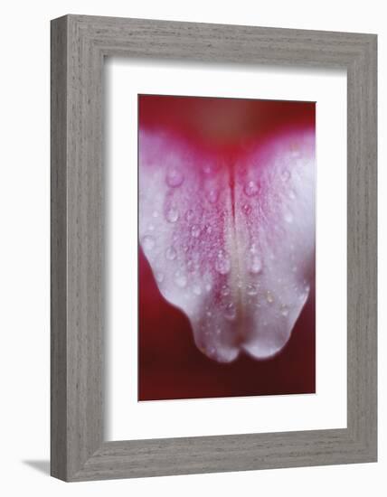 Stargazer Lily Abstract-Anna Miller-Framed Photographic Print