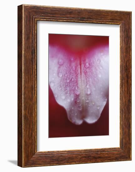 Stargazer Lily Abstract-Anna Miller-Framed Photographic Print