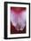 Stargazer Lily Abstract-Anna Miller-Framed Photographic Print