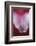 Stargazer Lily Abstract-Anna Miller-Framed Photographic Print