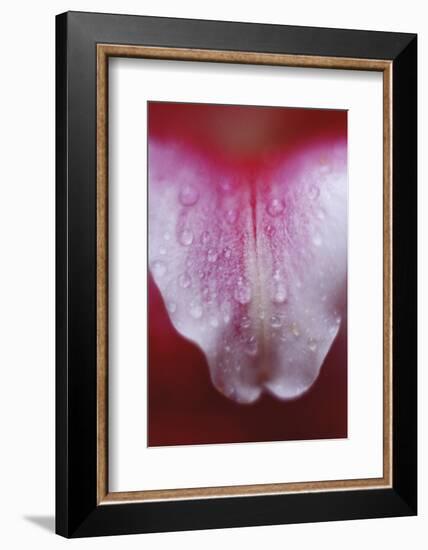 Stargazer Lily Abstract-Anna Miller-Framed Photographic Print