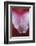 Stargazer Lily Abstract-Anna Miller-Framed Photographic Print