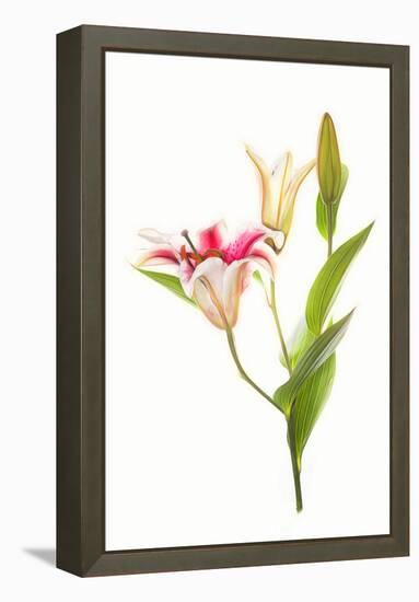 Stargazer lily flowers against white background-null-Framed Premier Image Canvas