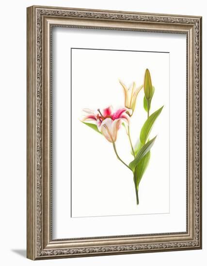 Stargazer lily flowers against white background-null-Framed Photographic Print