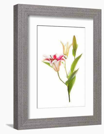 Stargazer lily flowers against white background-null-Framed Photographic Print