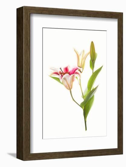 Stargazer lily flowers against white background-null-Framed Photographic Print