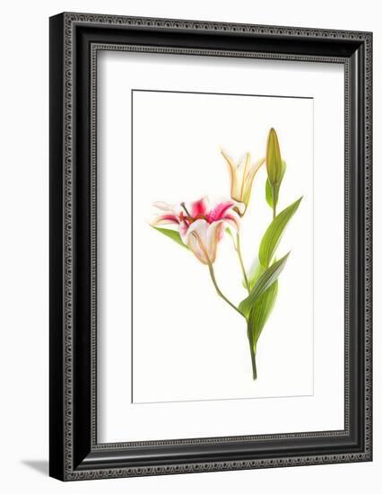 Stargazer lily flowers against white background-null-Framed Photographic Print