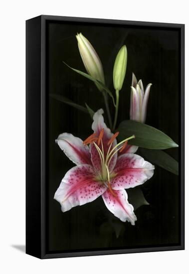 Stargazer Lily Study-Anna Miller-Framed Premier Image Canvas