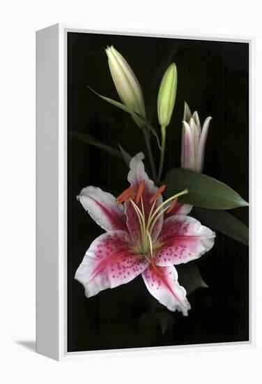 Stargazer Lily Study-Anna Miller-Framed Premier Image Canvas